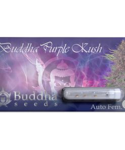 Purple Kush auto x3 - Buddha Seeds