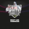BSF White Gorilla x12