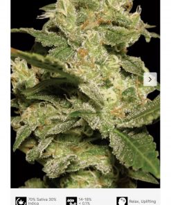 Auto Jack x3 - Paradise Seeds