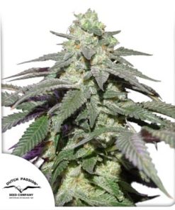 Auto Skywalker Haze x3 - Dutch Passion