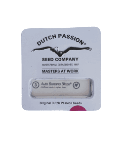Auto Banana Blaze® x3 - Dutch Passion
