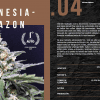 Amnesia Amazon x1