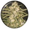 No Name Auto x3 - Medical Seeds