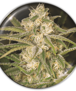 No Name Auto x3 - Medical Seeds
