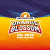 BSF Orange Blossom Auto x12