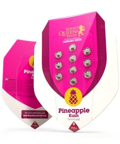 Pineapple Kush x3 - Royal Queen Seeds