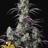 Mimosa Cake Auto x1 - Fast Buds