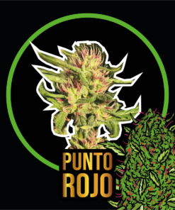 Punto Rojo Auto x7- Delirium Seeds