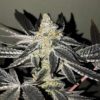 2y2 x5 - R-Kiem seeds