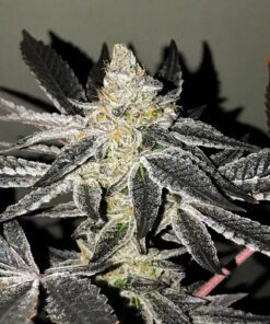 2y2 x5 - R-Kiem seeds