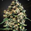 Jack herer x3 - Green House Seeds