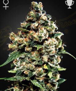 Jack herer x3 - Green House Seeds