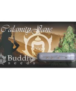 Calamity Jane Auto x3 - Buddha Seeds