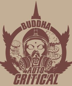 Buddha Auto Critical x3 - Buddha Seeds