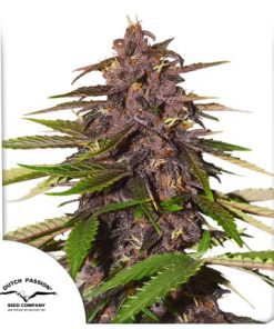 Auto Forbidden Cherry x3 - Dutch Passion