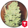 CHANNEL + x3 + 2 - Medical Seeds