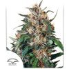 Hollands Hope® x3 - Dutch Passion