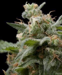 Super Hash 3+1 - Pyramid Seeds